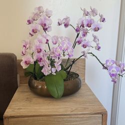 Title: Living Orchid Arrangement in Vintage Brass Bowl | Multi-Orchid Centerpiece