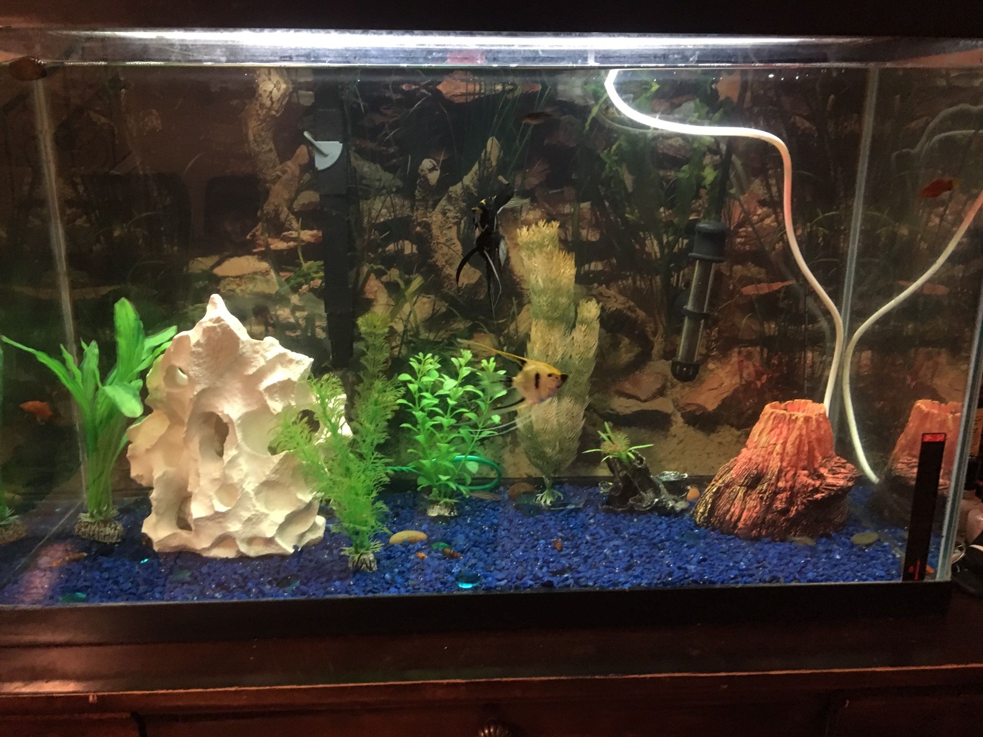 30 gallon Aquarium with fish