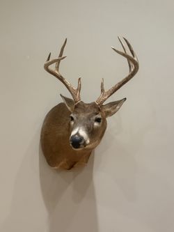 Sneak Buck Taxidermy 