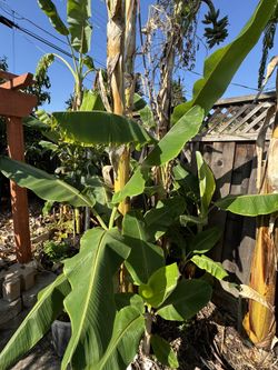 Organic Thai Banana Plant For Sale