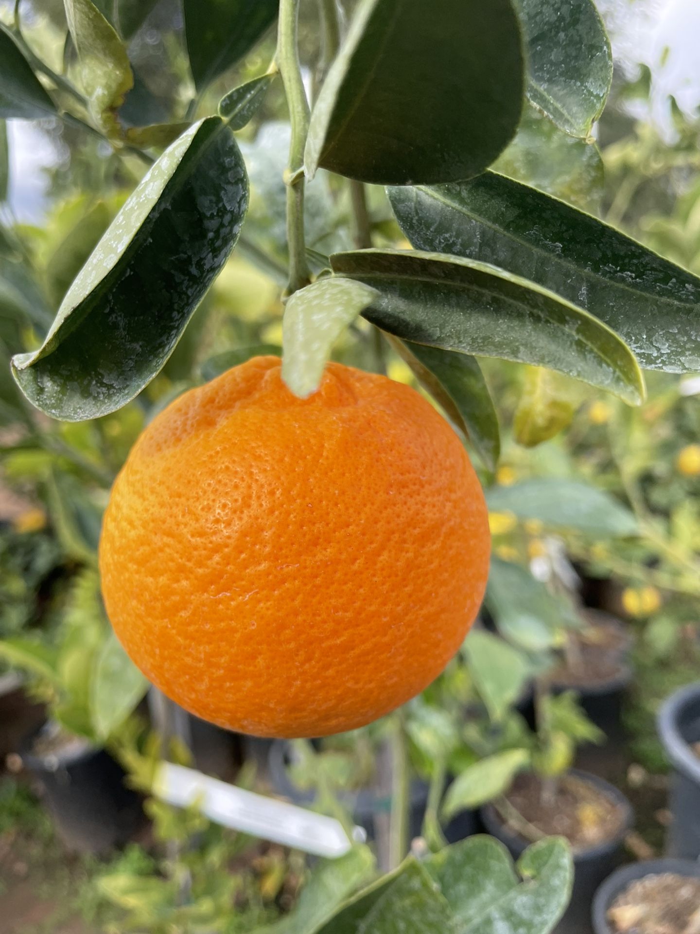 5 Gallon Size Citrus Trees Orange Trees Lemon Trees Lime Trees