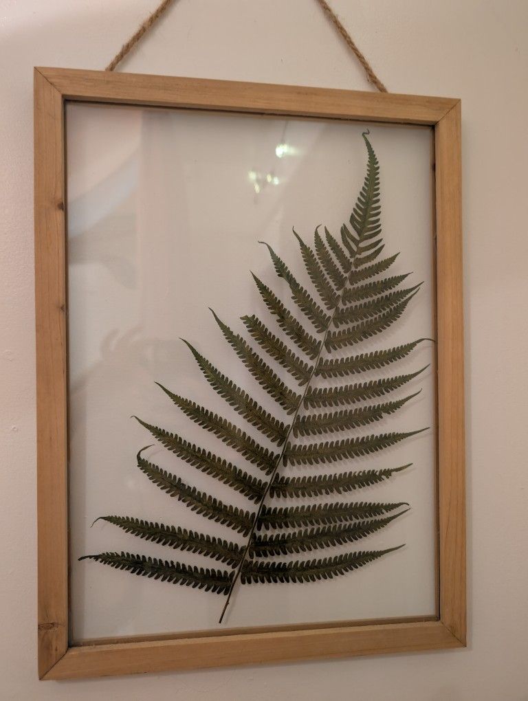 Set Of Framed Fern 20x15