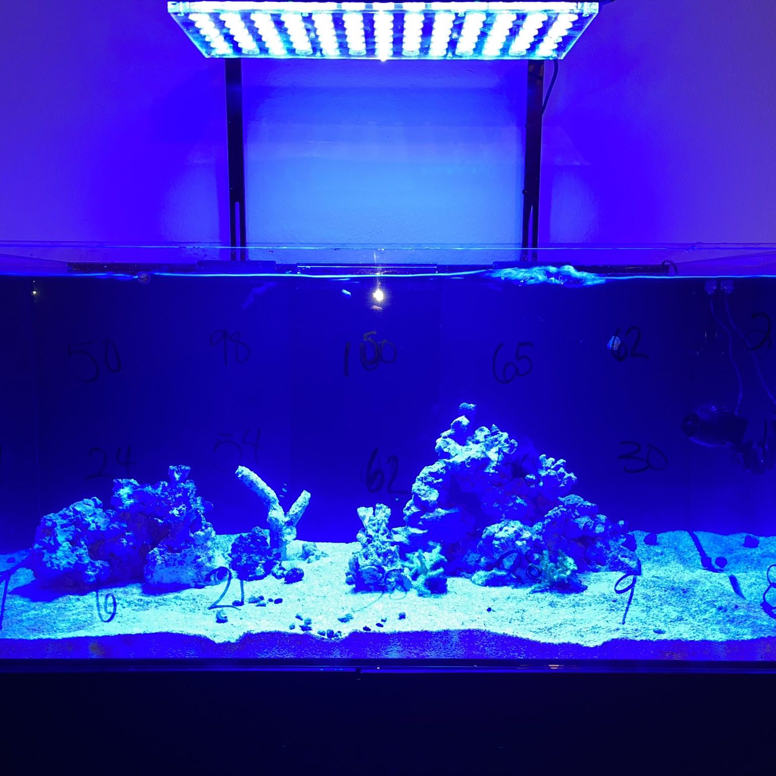 Waterbox 130 Reef Tank, Orphek Light, Syncra Pump