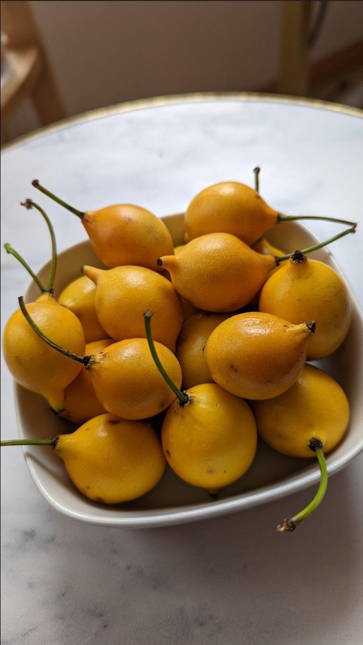 Lemon Drop Mangosteen Trees 3gal