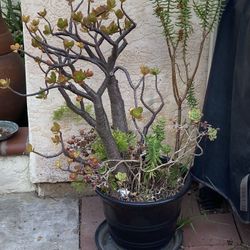 Succulent Potted Plants 🪴