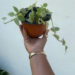 peperomia scandens variegated (Cupid)