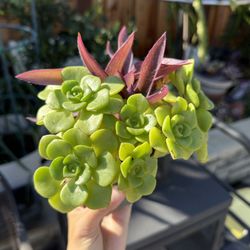 Succulents In pot 