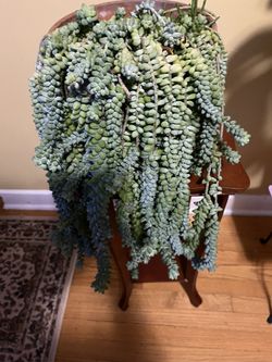 🚦SOLD🚦🫏Burro’s Tail Plant🫏
