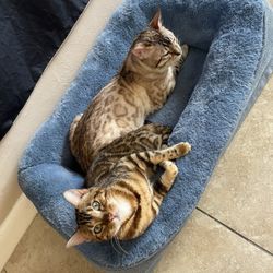 Cat Bed