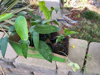 Baby mango trees