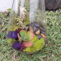 Terrarium 