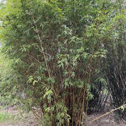 Lemon Bamboo Plant
