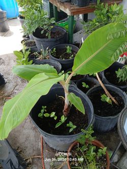 Banana tree