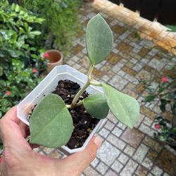 Hoya pachyclada Rooted Plant 