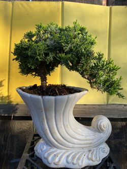 Bonsai plant for sale $50 each