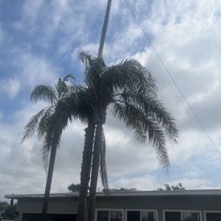 Palm Trees