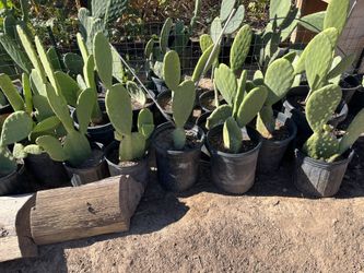 Nopales Prickly Pear Cactus