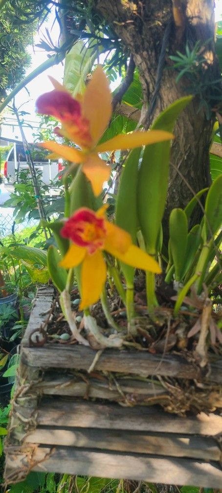 Orchid Plant
