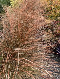 Cappuccino Sedge Grass 