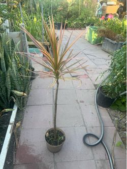Rainbow dracaena