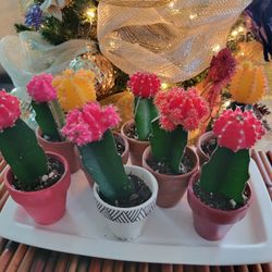 Moon Cactus Plant 