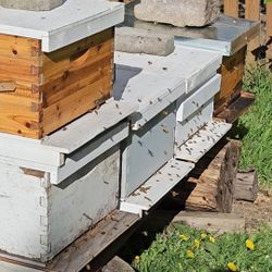 Bee Nuc Families