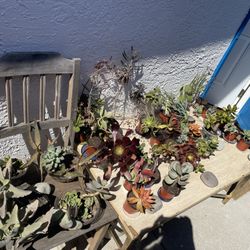 ‼️‼️Moving-out PLANTS SALE! Everything Must Go‼️‼️