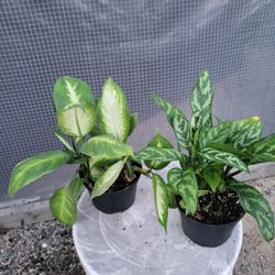 Chinese Evergreen And Dumbcane Plant 6" Pot $5 Each