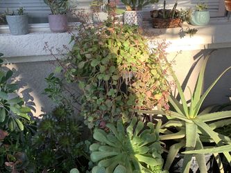 Jardines