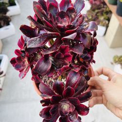 Aeonium Medusa Imported Cluster