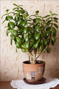 Lush Global Green Jude Succulent Plant/ Indoor plant/ House Plant Flower patio garden starter