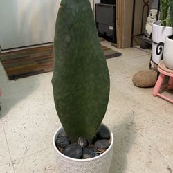 Whale Fin Sansaveria Plant 