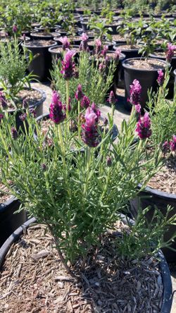 Pink Spanish lavender 5 gallons