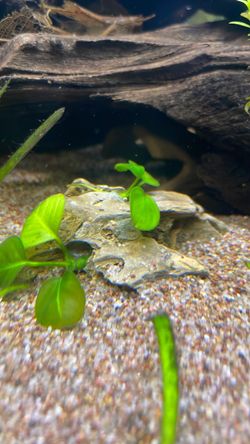Aquarium plants