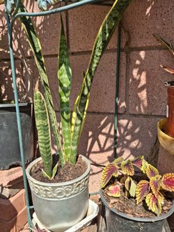Snake Plant for sale