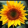  Sunflowers  🌻 