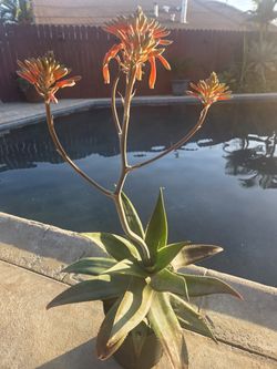 Aloe Vera Plant 