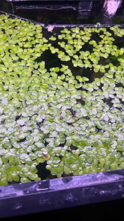 Duckweed