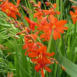 Orange Croscomia Plant.