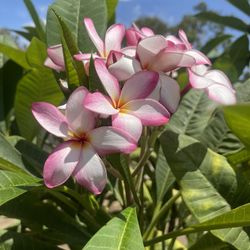 Plumeria Cuttings Pedazos De Plumerias