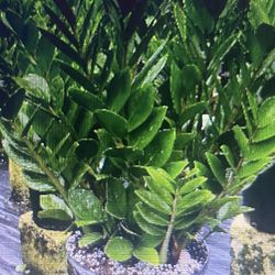 Large Variety of Indoor plants Available
