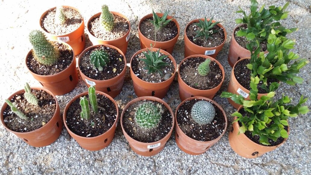 Succulents Cactus in a 6 by 5 inches Terra Cotta pot $5.00 each. Cactus en maceta de barro a $5.00