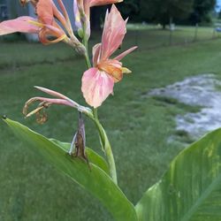 Canna Lily 