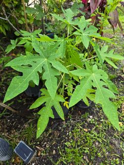 Papaya plants for sale