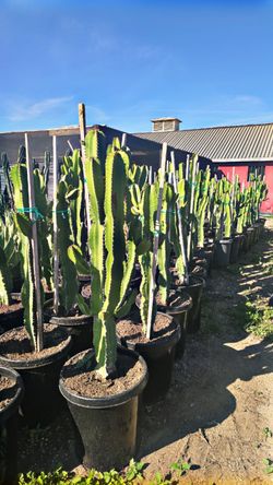 Euphorbia Cactus 