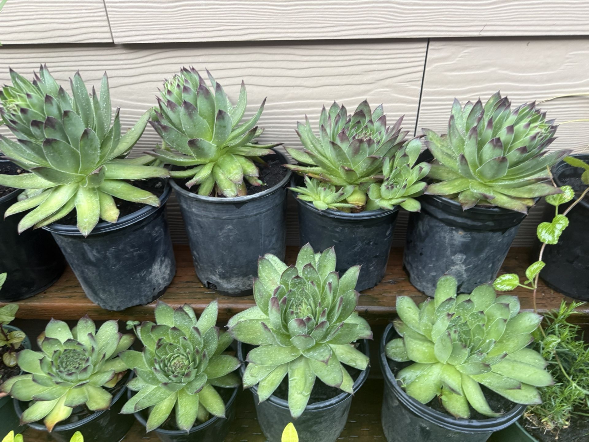 Succulent Plant !!! 5 Each