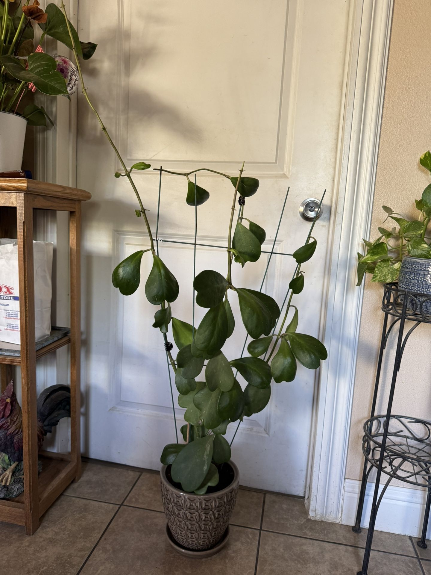 Hoya Kerrii Heart Plant