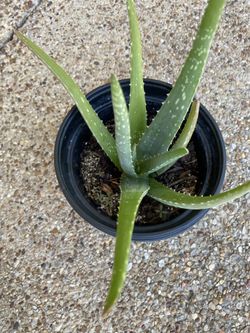 Aloe Vera Plant