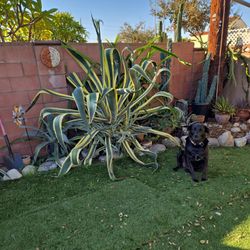 Agave Americana Plant.