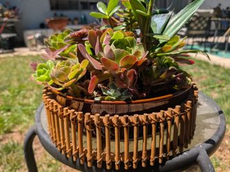 12" succulent planter in antique planter